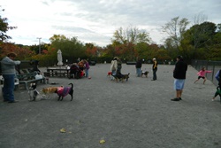 Marblehead Dog Park pet friendly dog parks in Salem Massachusetts