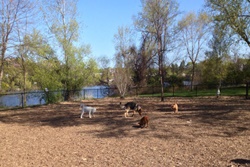 Melrose Dog Park pet friendly dog parks in Salem Massachusetts