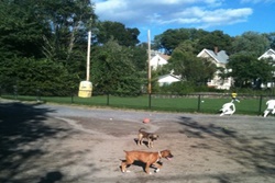 Nunziato Field Dog Park pet friendly dog parks in Salem Massachusetts