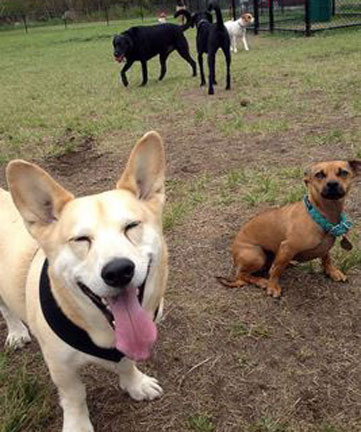 dog friendly salem