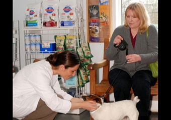 New England Veterinary Clinic pet friendly Salem, Massachusetts veterinarians