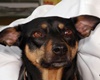 pet friendly veterinarians in mesa arizona